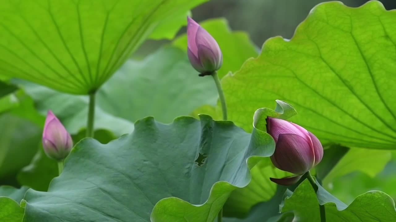 义安区天井湖北湖荷花绽放